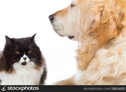 Persian cat with golden retriever dog in studio with white background