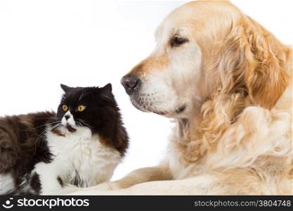 Persian cat with golden retriever dog in studio with white background