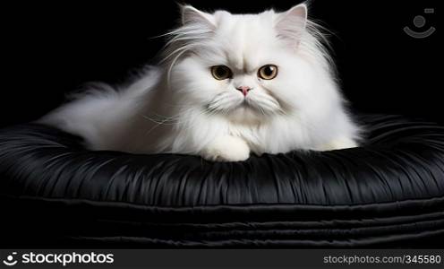 Persian cat with thick and smooth , Generate AI