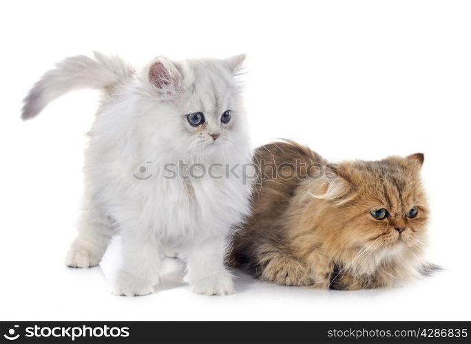 persian cats in front of white background