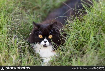 Persian female cat looking at camera