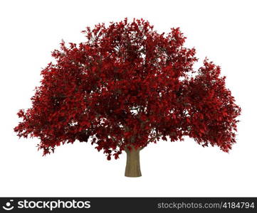 persian ironwood tree isolated on white background