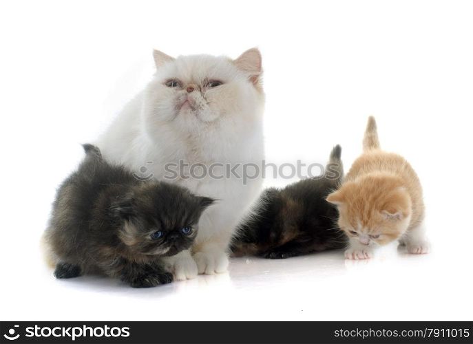 persian kitten and adult in front of white background
