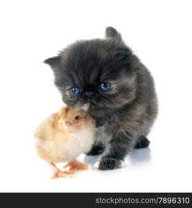 persian kitten and chick in front of white background