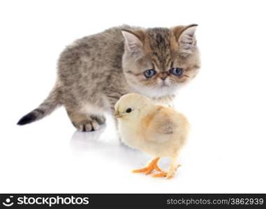 persian kitten and chick in front of white background, focus on the chick