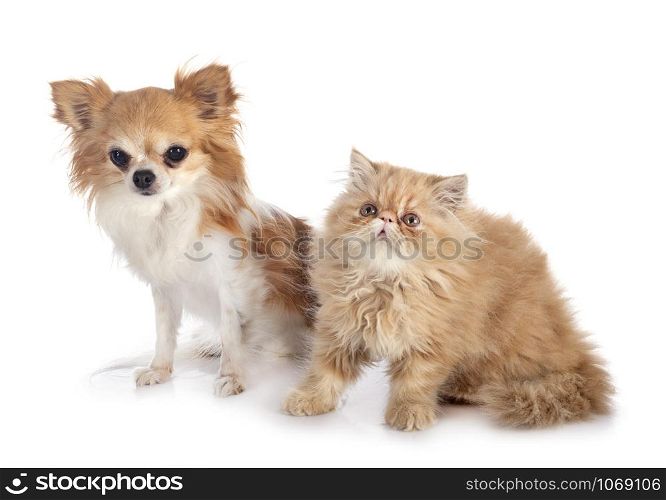 persian kitten and chihuahua in front of white background