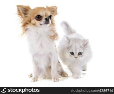persian kitten and chihuahua in front of white background