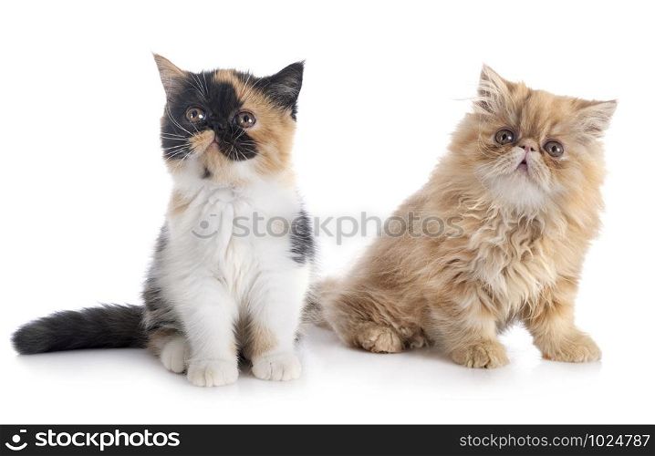 persian kitten and exotic shorthair in front of white background