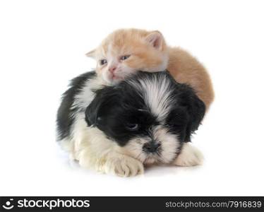 persian kitten and puppy in front of white background