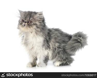 persian kitten in front of white background