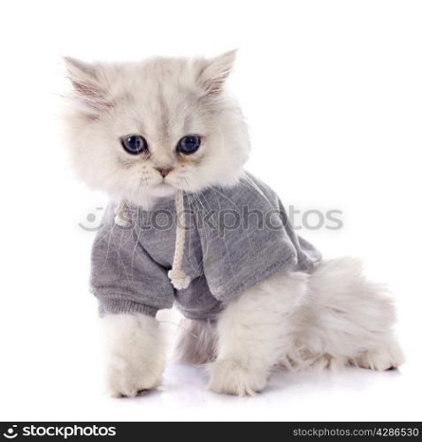persian kitten in front of white background