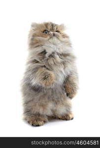 persian kitten in front of white background