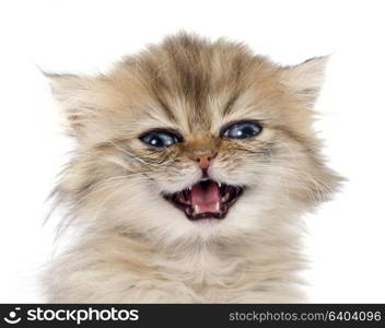 persian kitten in front of white background