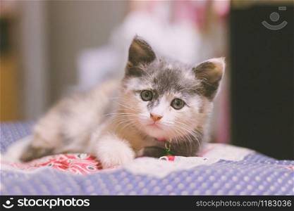 Persian kittens Cute mixed Thai on blue fabric.