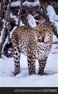 Persian leopard (Panthera pardus saxicolor) in snow.