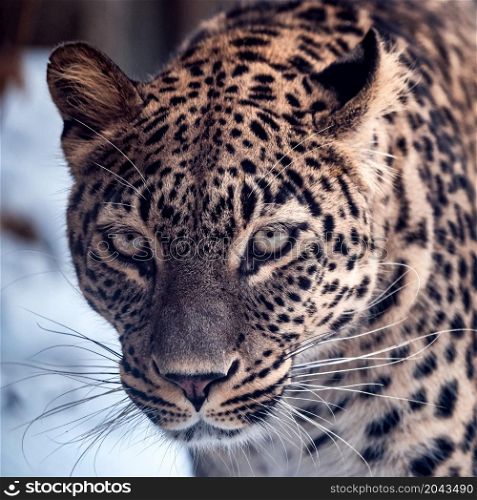Persian leopard (Panthera pardus saxicolor) in winter.
