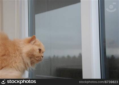 Persian looking outside of window