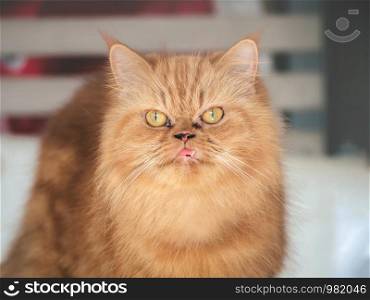 Persian orange angry fat cat garfield. Fluffy nice red cat, Angry looking cat weird garfield gienger.