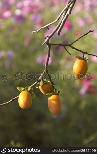 Persimmon