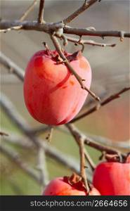 persimmon fruit tree autumn fruits
