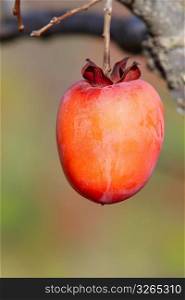 persimmon fruit tree autumn fruits