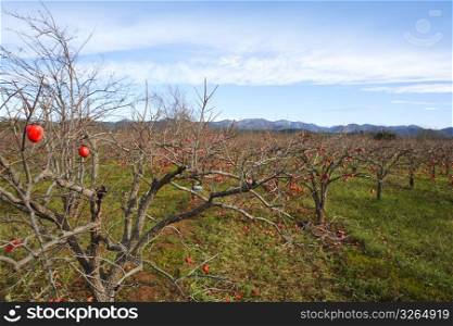 persimmon fruits on trees field agriculture