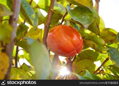 persimmon khaki fruit in the field tree with leafs