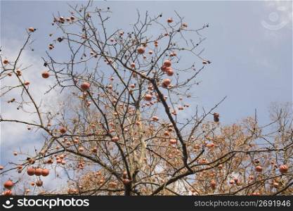 Persimmon tree