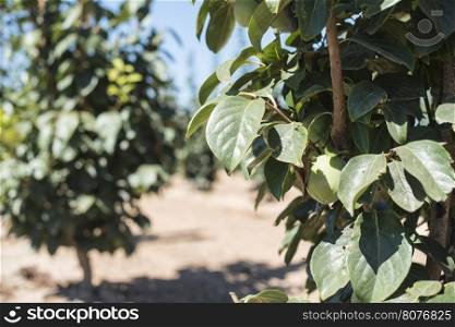 Persimmon trees. Green unripe fruits &#xA;