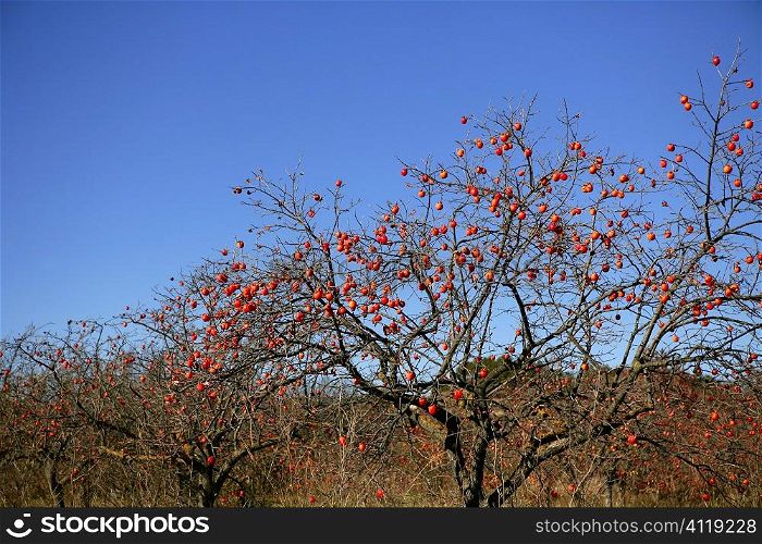 Persimon tree field with vivid fruis