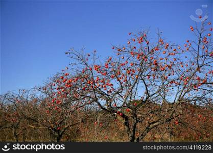 Persimon tree field with vivid fruis
