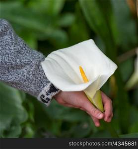 Person&acute;s hand picking up a Cala lily in a garden of Willka Tika Guesthouse, Willka Tika, Sacred Valley, Cusco Region, Peru