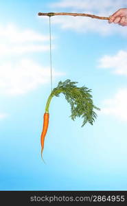 Person Dangling Carrot From Stick