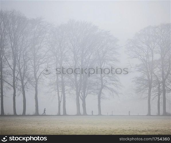 person jogging between oak trees in morning fog near Doorn on Utrechtse Heuvelrug in the netherlands