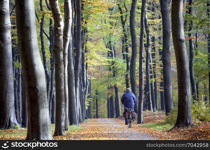 person on bicycle and car in autumn forest on utrechtse heuvelrug near austerlits in the netherlands