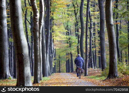 person on bicycle and car in autumn forest on utrechtse heuvelrug near austerlits in the netherlands