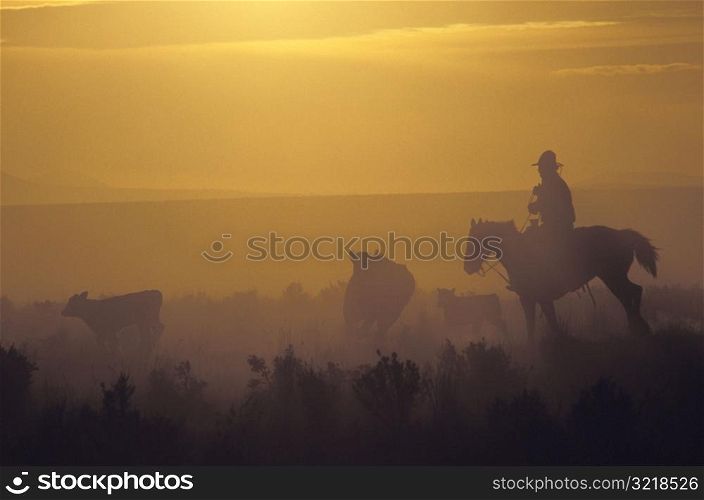 Person on Horse Herding Cattle