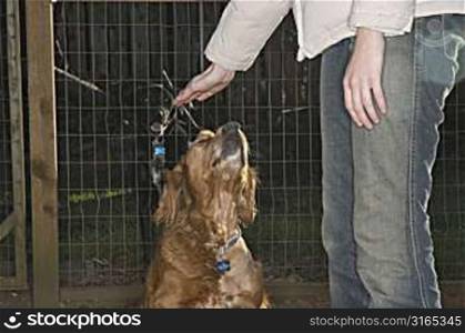 Person Petting Dog