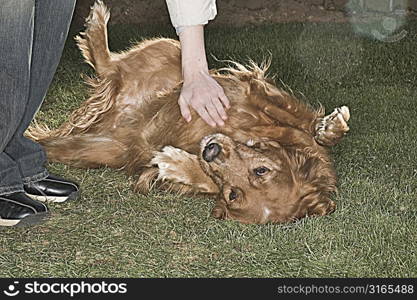 Person Petting Golden Retriever