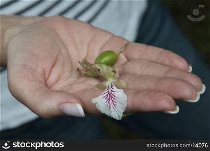 Person's hand holding a green coffee bean, Finca El Cisne, Honduras