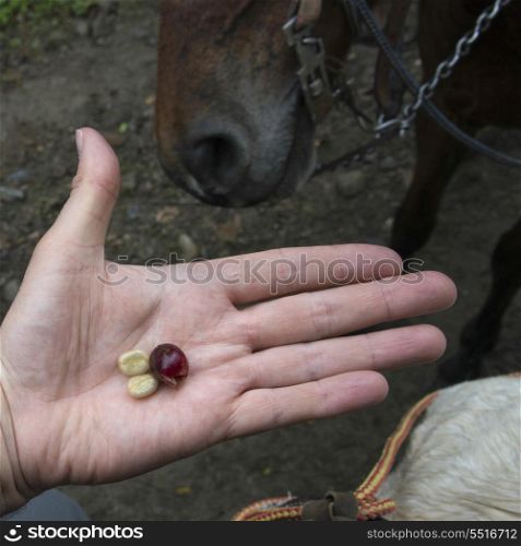 Person&rsquo;s hand holding coffee bean, Finca El Cisne, Honduras