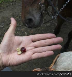 Person&rsquo;s hand holding coffee bean, Finca El Cisne, Honduras