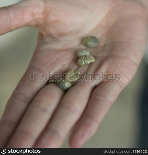 Person&rsquo;s hand holding coffee bean, Finca El Cisne, Honduras