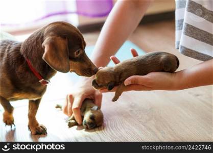 Person showing cute, adorable little dachshund puppies dogs newborns to their adult mother.. Person showing puppies to mother dog