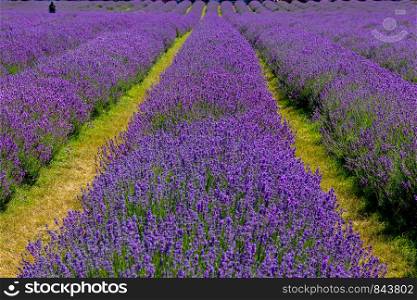 Person standing among the rows of flowering, blooming lavender plants (lavandula angustifolia) on a farm in England