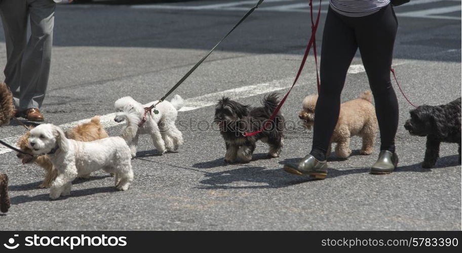 Person Walking with dogs on street, Manhattan, New York City, New York State, USA