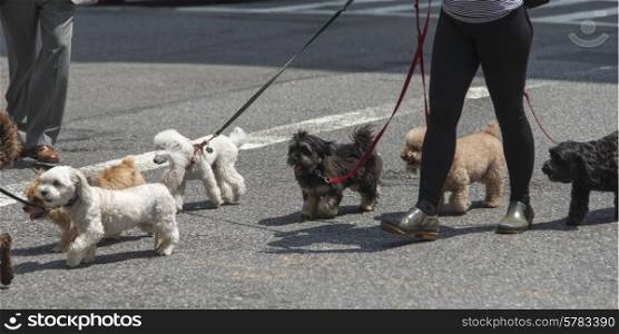 Person Walking with dogs on street, Manhattan, New York City, New York State, USA