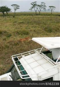 Person watching a lion from the open roof of a game vehicle during a game drive in the Serengeti, Tanzania.