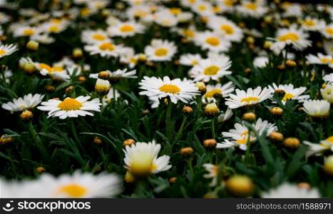 Perspective of a field of daisies