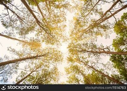 Perspective of looking up through tall forest trees towards the sky